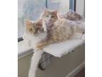Adopt Peanut Butter & Jelly a Cream or Ivory Domestic Longhair / Mixed (long