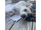 Adopt Cay a Tan/Yellow/Fawn Beagle / Labrador Retriever dog in Whitehouse
