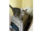 Adopt Stuart a Brown Tabby Domestic Shorthair / Mixed (short coat) cat in St.