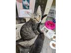 Adopt Howard a Brown Tabby Domestic Shorthair / Mixed (short coat) cat in St.