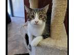 Adopt Woodstock a Domestic Shorthair / Mixed (short coat) cat in St.