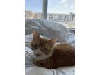 Adopt Harry a Orange or Red Tabby Tabby / Mixed (short coat) cat in Lemon Grove
