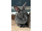 Adopt Charlie (bonded To Okja) a American / Mixed rabbit in Surrey
