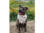 Adopt Dove* a Pit Bull Terrier / Mixed dog in Pomona, CA (39967571)