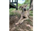 Adopt Sims a Gray/Blue/Silver/Salt & Pepper Labrador Retriever / Mountain Cur /