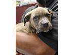 Adopt Cash a Gray/Blue/Silver/Salt & Pepper American Pit Bull Terrier / Mixed