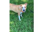 Adopt Kaden a Labrador Retriever / Mixed dog in Darlington, SC (41354370)