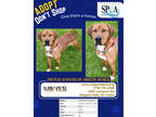 Adopt Sawyer a Brown/Chocolate Redbone Coonhound / Mixed (short coat) dog in