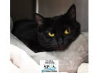 Adopt Clara a All Black Domestic Shorthair / Domestic Shorthair / Mixed cat in