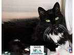 Adopt Olivia a All Black Domestic Mediumhair / Domestic Shorthair / Mixed cat in