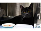 Adopt Kodiak a All Black Domestic Shorthair / Mixed Breed (Medium) / Mixed