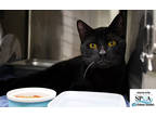 Adopt Kodiak a All Black Domestic Shorthair / Domestic Shorthair / Mixed cat in