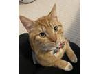 Adopt Kevin Tri a Orange or Red Domestic Shorthair / Domestic Shorthair / Mixed