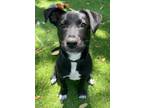 Adopt Montague a Labrador Retriever / Terrier (Unknown Type
