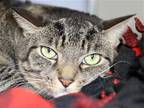 Adopt TNR-MR LUIGI a Domestic Mediumhair / Mixed (medium coat) cat in Diamond