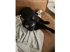 Adopt Georgina a All Black American Shorthair / Mixed (short coat) cat in