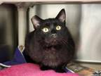 Adopt Timone-Barn Cat a Domestic Shorthair / Mixed cat in Vancouver