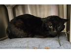 Adopt Timone-Barn Cat a Domestic Shorthair / Mixed cat in Vancouver
