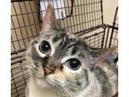 Adopt Wish a Domestic Shorthair / Mixed cat in Spokane Valley, WA (41359181)