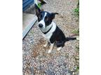 Adopt Lucy a Black - with White Border Collie / Mixed dog in Appleton