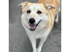 Adopt Bunny a Tan/Yellow/Fawn Husky / Cattle Dog dog in Georgetown