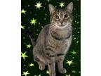 Adopt Widget a Domestic Shorthair / Mixed cat in Santa Rosa, CA (41359149)