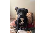 Adopt Baxter a Black - with White Bull Terrier / Mixed dog in Middletown