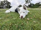 Adopt Sparkle a White Alaskan Malamute / Husky / Mixed dog in San Diego