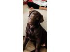 Adopt Cece a Brown/Chocolate Labrador Retriever / Mixed dog in Scottsdale