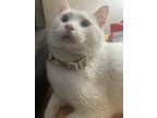 Adopt Whitey a White Turkish Angora / Mixed (short coat) cat in Brownstown