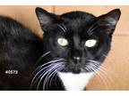Adopt Kit Kat a Black & White or Tuxedo Domestic Shorthair (short coat) cat in