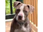 Adopt Change a Tan/Yellow/Fawn American Pit Bull Terrier / American