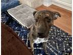 Adopt Freckles a Brindle - with White American Pit Bull Terrier / Mixed dog in