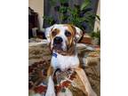 Adopt Nash Bridges a White - with Brown or Chocolate Boxer / Beagle / Mixed dog