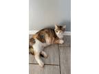 Adopt Cleo a Calico or Dilute Calico Domestic Mediumhair / Mixed (medium coat)