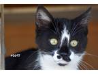 Adopt Spunky a Black & White or Tuxedo Domestic Shorthair (short coat) cat in