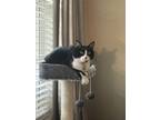 Adopt Trix a Black & White or Tuxedo Domestic Shorthair / Mixed (short coat) cat