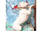 Adopt BLANCA a White Dogo Argentino / Mixed dog in South Lake Tahoe