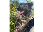 Adopt Jangsoon a Brindle Shiba Inu / Jindo / Mixed dog in Bellevue