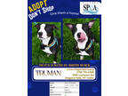 Adopt Truman a Black American Pit Bull Terrier / Mixed dog in Niagara Falls