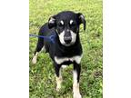 Adopt Zia a Black - with Tan, Yellow or Fawn Australian Kelpie / Terrier