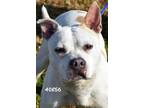 Adopt Keni a White - with Tan, Yellow or Fawn Pit Bull Terrier / Mixed dog in