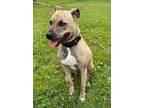 Adopt Mya a Brindle - with White Mutt / Mixed dog in Albany, IN (41359051)
