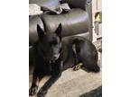 Adopt Vader a Black German Shepherd Dog / Mixed dog in Harlingen, TX (41359047)
