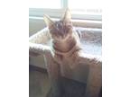 Adopt Cricket a Brown Tabby Domestic Shorthair (short coat) cat in El Dorado