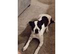 Adopt Max a Black - with White Labrador Retriever / Mixed dog in Grand Prairie