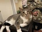 Adopt Zeus a Spotted Tabby/Leopard Spotted Domestic Shorthair / Mixed (medium