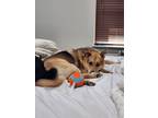 Adopt Kylo a Black - with Tan, Yellow or Fawn German Shepherd Dog / Husky /