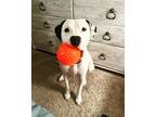 Adopt Zeus a White - with Black American Pit Bull Terrier / Staffordshire Bull