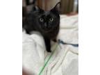 Adopt Claire a Domestic Shorthair / Mixed cat in Oakland, CA (41015525)